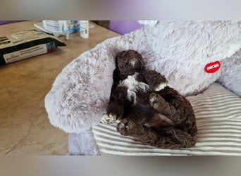 Cuccioli di Lagotto Romagnolo con pedigree export