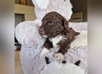 Cuccioli di Lagotto Romagnolo con pedigree export