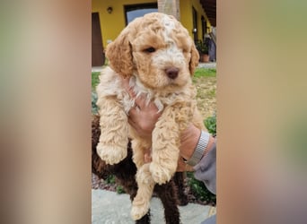 Cuccioli di Lagotto Romagnolo con pedigree export