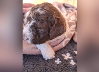 Lagotto Romagnolo Welpen