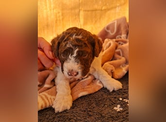 Lagotto Romagnolo Welpen