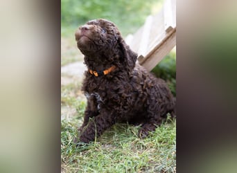 Lagotto Romagnolo Welpen