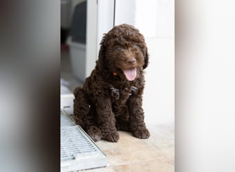Lagotto Romagnolo Welpen