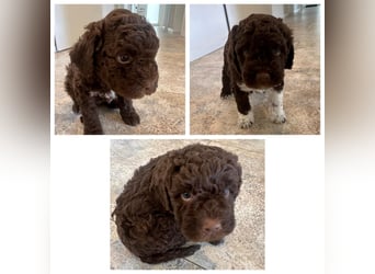 Lagotto Romagnolo Welpen