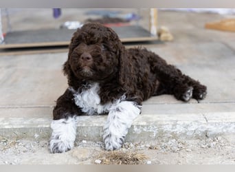 Lagotto Romagnolo Welpen