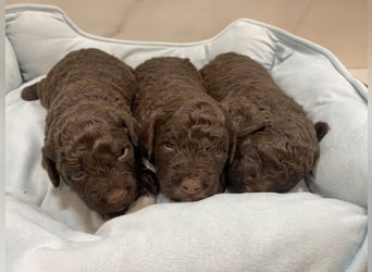 Lagotto Romagnolo Welpen