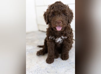 Lagotto Romagnolo Welpen