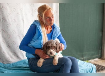Rebecca - freundliche, verträgliche junge Hündin - Tierhilfe Franken e.V.