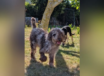 Todor, freundlicher Lagotto Romagnolo Rüde geb. 02/2023