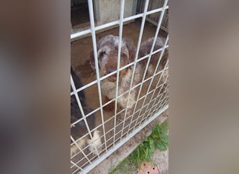 Todor, freundlicher Lagotto Romagnolo Rüde geb. 02/2023
