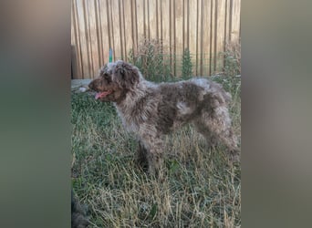 Todor, freundlicher Lagotto Romagnolo Rüde geb. 02/2023