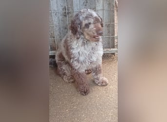 Todor, freundlicher Lagotto Romagnolo Rüde geb. 02/2023