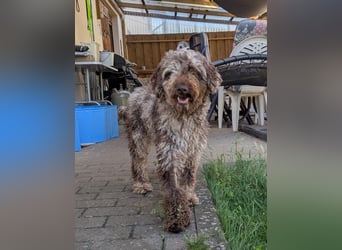 Todor, freundlicher Lagotto Romagnolo Rüde geb. 02/2023