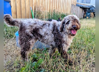 Todor, freundlicher Lagotto Romagnolo Rüde geb. 02/2023