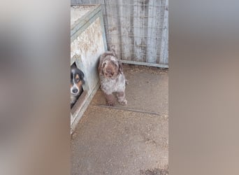Todor, freundlicher Lagotto Romagnolo Rüde geb. 02/2023
