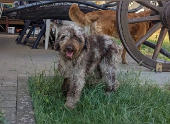 Todor, freundlicher Lagotto Romagnolo Rüde geb. 02/2023
