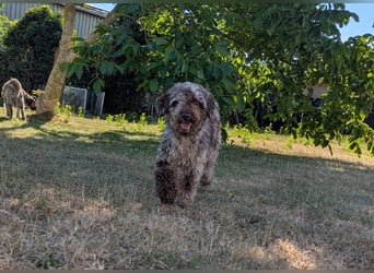 Todor, freundlicher Lagotto Romagnolo Rüde geb. 02/2023