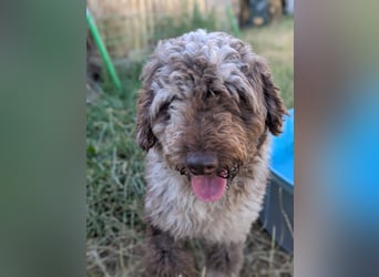 Todor, freundlicher Lagotto Romagnolo Rüde geb. 02/2023