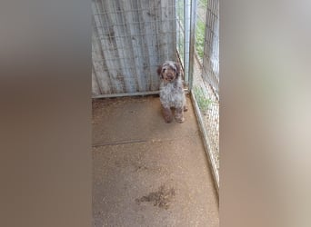 Todor, freundlicher Lagotto Romagnolo Rüde geb. 02/2023