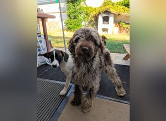 Todor, freundlicher Lagotto Romagnolo Rüde geb. 02/2023