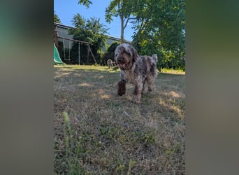 Todor, freundlicher Lagotto Romagnolo Rüde geb. 02/2023