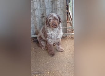 Todor, freundlicher Lagotto Romagnolo Rüde geb. 02/2023