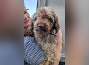 Todor, freundlicher Lagotto Romagnolo Rüde geb. 02/2023