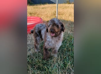 Todor, freundlicher Lagotto Romagnolo Rüde geb. 02/2023