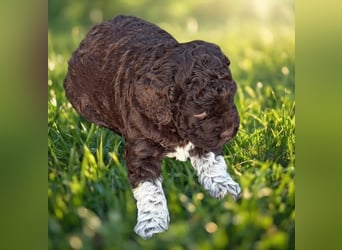 Lagotto - ein Herz aus Locken und Liebe