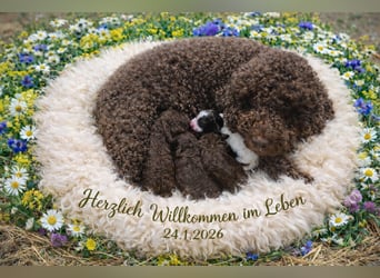 Lagotto - ein Herz aus Locken und Liebe