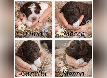 Lagotto - ein Herz aus Locken und Liebe
