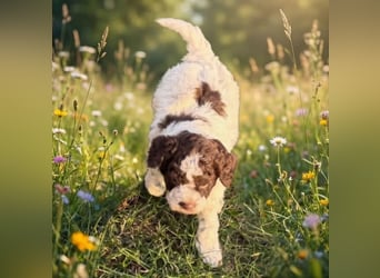 Lagotto - ein Herz aus Locken und Liebe