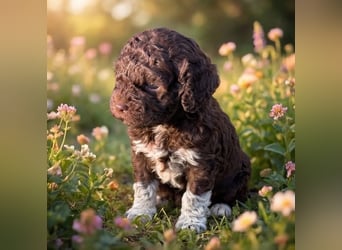Lagotto - ein Herz aus Locken und Liebe