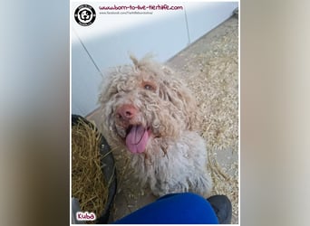 Notfellchen KUBA auf der Suche nach seinen Menschen für immer!
