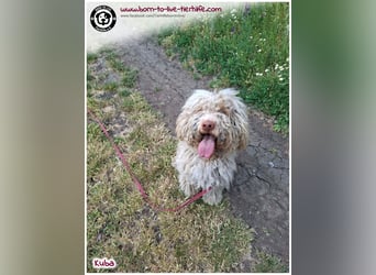 Notfellchen KUBA auf der Suche nach seinen Menschen für immer!