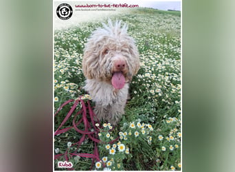 Notfellchen KUBA auf der Suche nach seinen Menschen für immer!