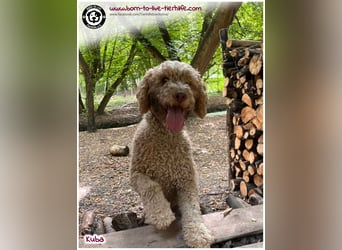 Notfellchen KUBA auf der Suche nach seinen Menschen für immer!