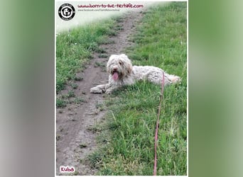 Notfellchen KUBA auf der Suche nach seinen Menschen für immer!