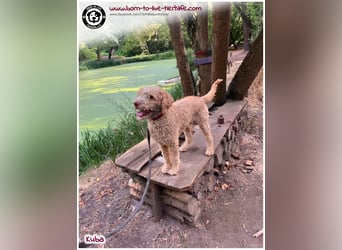 Notfellchen KUBA auf der Suche nach seinen Menschen für immer!