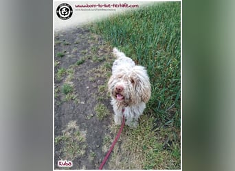 Notfellchen KUBA auf der Suche nach seinen Menschen für immer!