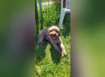 Lagotto Romagnolo/Wasserhund/Trüffelsuchhund