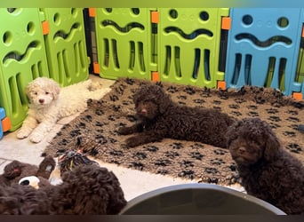 Lagotto Romagnolo/Wasserhund/Trüffelsuchhund