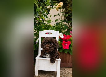 Lagotto Romagnolo/Wasserhund/Trüffelsuchhund