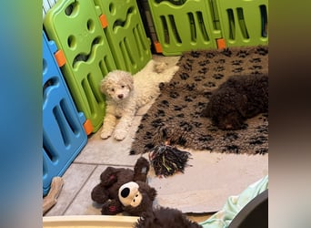 Lagotto Romagnolo/Wasserhund/Trüffelsuchhund