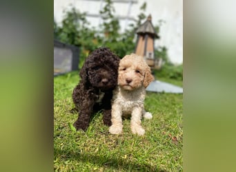Lagotto Romagnolo/Wasserhund/Trüffelsuchhund
