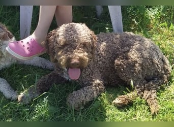 Lagotto Romagnolo/Wasserhund/Trüffelsuchhund