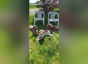 Lagotto Romagnolo/Wasserhund/Trüffelsuchhund