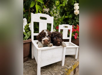 Lagotto Romagnolo/Wasserhund/Trüffelsuchhund