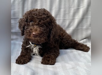 Lagotto Romagnolo/Wasserhund/Trüffelsuchhund