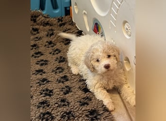 Lagotto Romagnolo/Wasserhund/Trüffelsuchhund